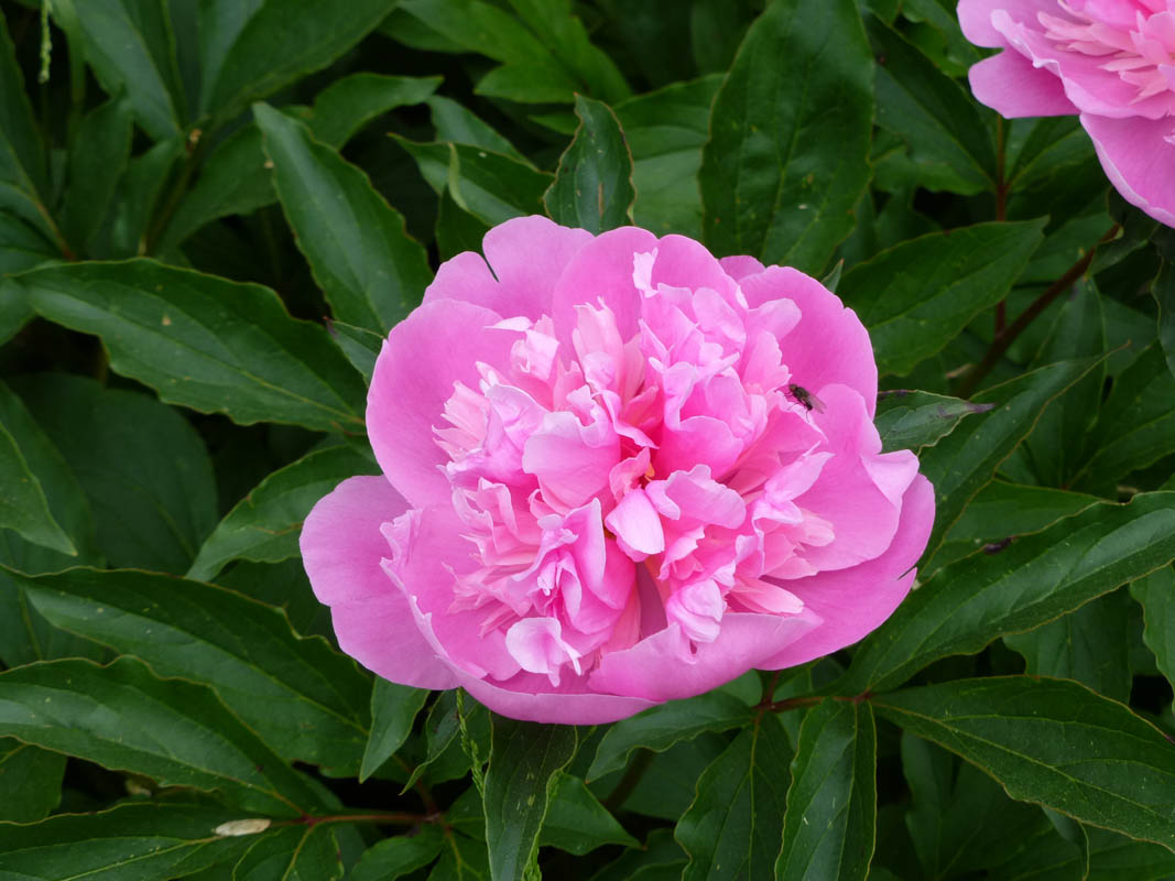 Paeonia sp3 photo